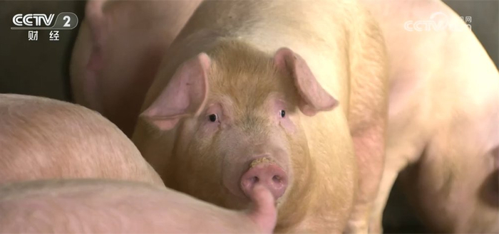 8月全国生猪价格连降四周，9月山东探访：需求增为何价仍降？