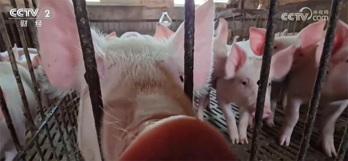 2025年1月5日肥猪行情_生猪市场供需关系_全国生猪价格走势