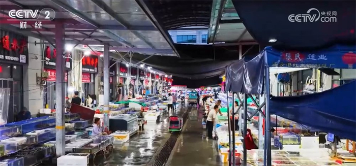 全国生猪价格走势_生猪市场供需关系_2025年1月5日肥猪行情