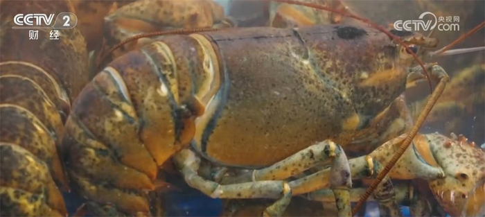 全国生猪价格走势_生猪市场供需关系_2025年1月5日肥猪行情