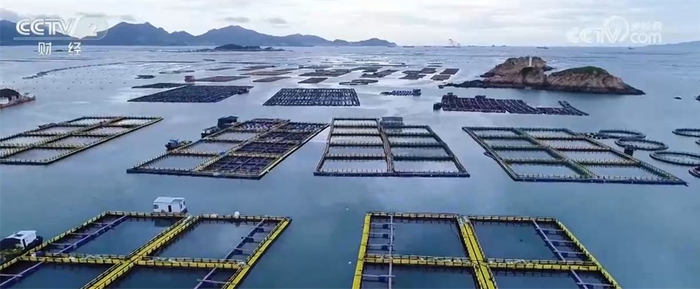 全国生猪价格走势_生猪市场供需关系_2025年1月5日肥猪行情