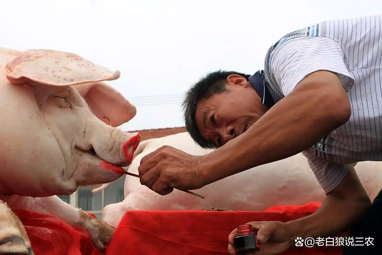 山雨欲来风满楼！屠宰企业开工率下降，猪价何去何从？