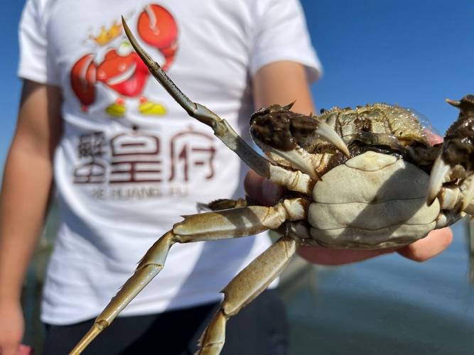 2025苏州阳澄湖大闸蟹开捕，品蟹季将至，这些问题你知道吗？