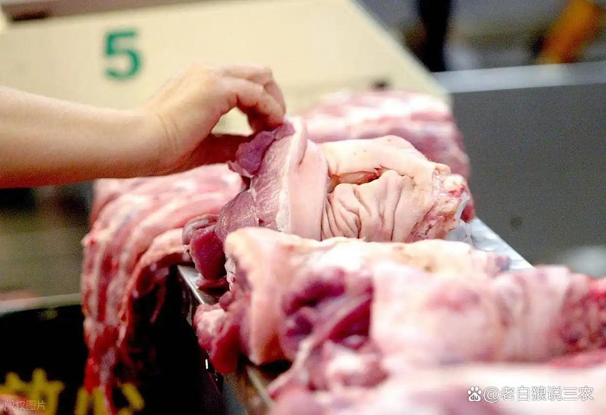 2025年11月猪价行情_仔猪供应量级偏大_生猪市场动态分析