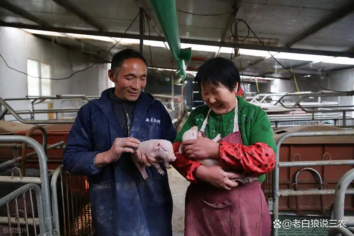 2025年11月猪价行情_仔猪供应量级偏大_生猪市场动态分析