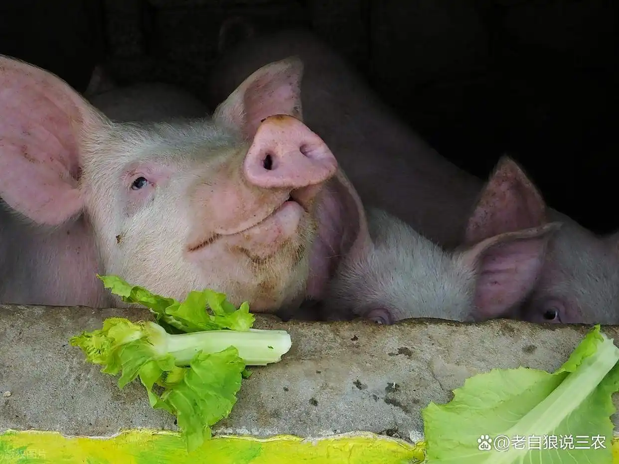 仔猪供应量级偏大_2025年11月猪价行情_生猪市场动态分析