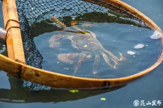 秋风起蟹肥膏黄！江苏大闸蟹产量规格双升，中秋国庆上市