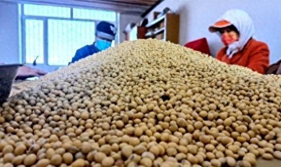 2025 年国产大豆技术突围！进口地图正悄然重构？