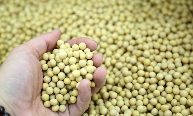 未来五年大豆行情_国产大豆新品种_大豆进口重构