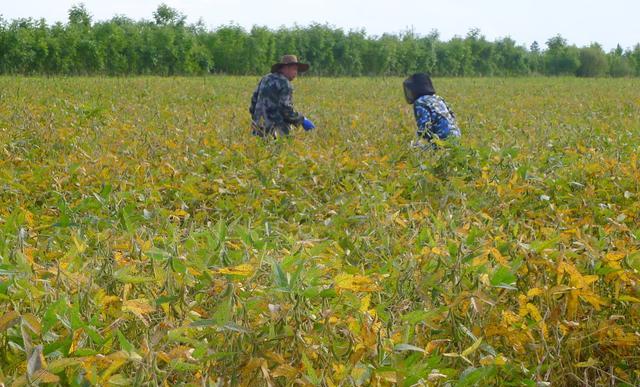 大豆进口重构_未来五年大豆行情_国产大豆新品种