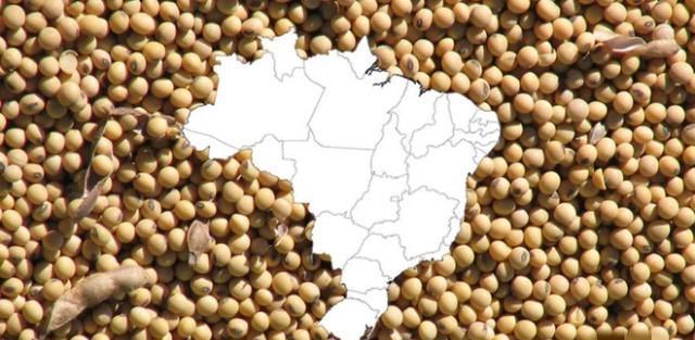 国产大豆新品种_未来五年大豆行情_大豆进口重构