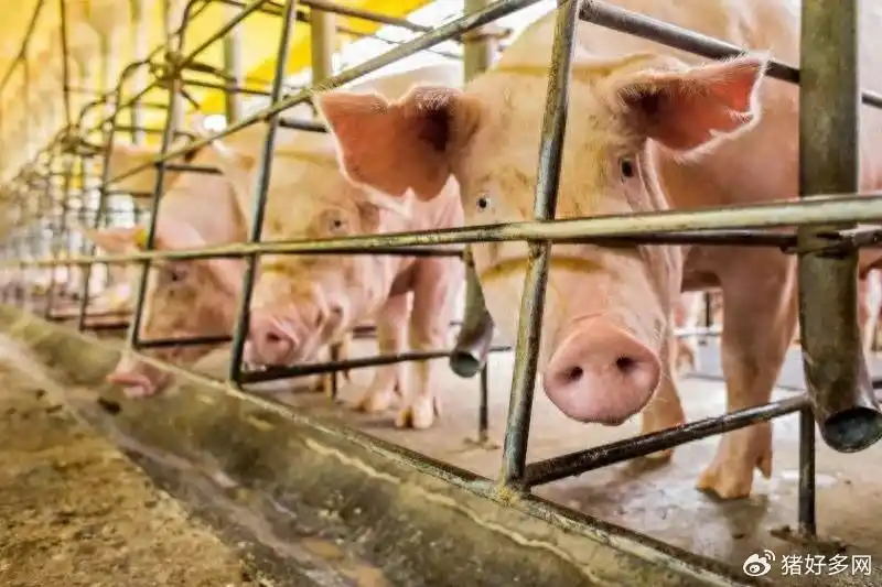 我国养猪业规模化率突破70%！未来3-5年，头部猪企扩张的极限在哪儿？