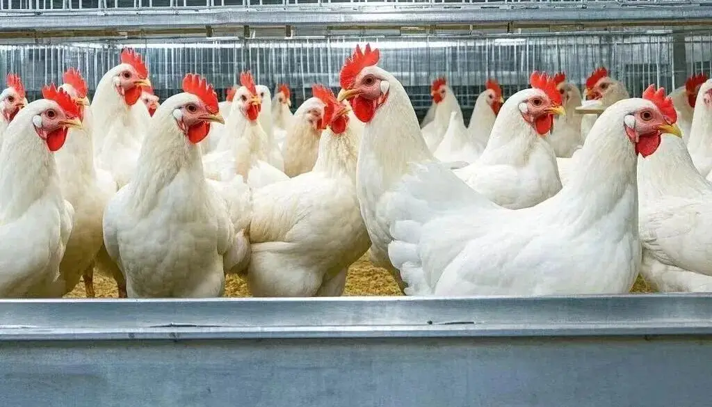 白羽肉鸡供需关系分析_肉鸡市场价格周期性波动_2025年肉鸡行情