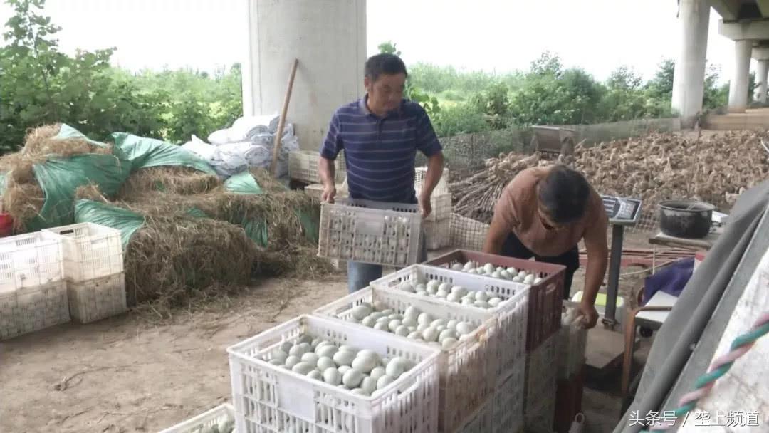 养鸭鸭蛋价格行情_鸭蛋价格上涨原因分析_全国鸭蛋行情交易群