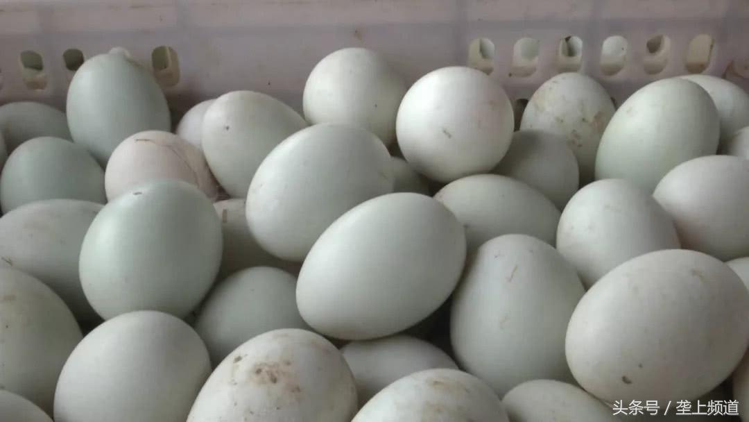 鸭蛋价格上涨原因分析_全国鸭蛋行情交易群_养鸭鸭蛋价格行情