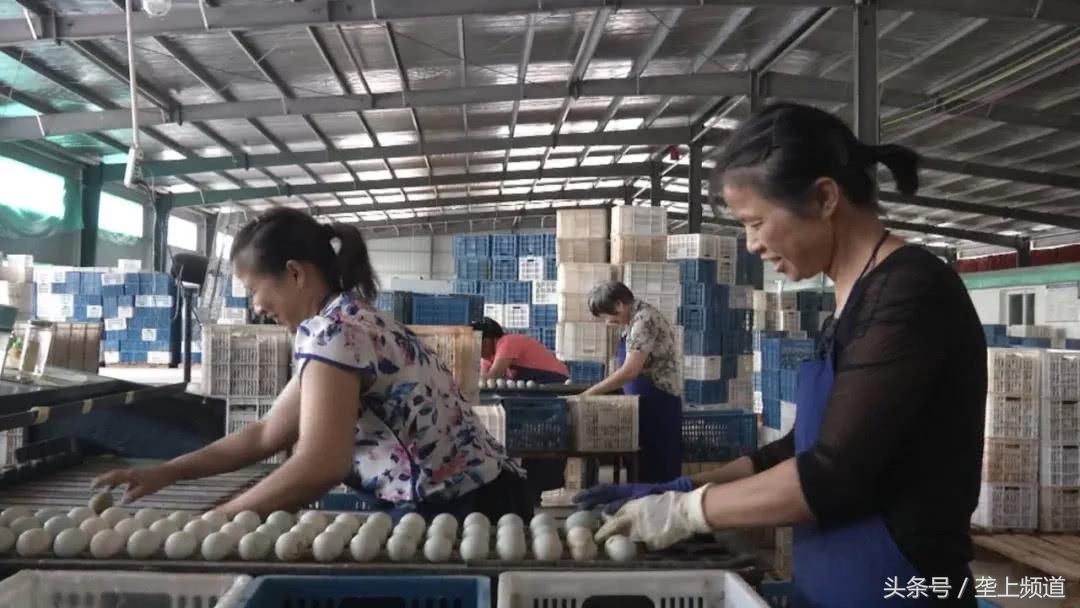 养鸭鸭蛋价格行情_鸭蛋价格上涨原因分析_全国鸭蛋行情交易群