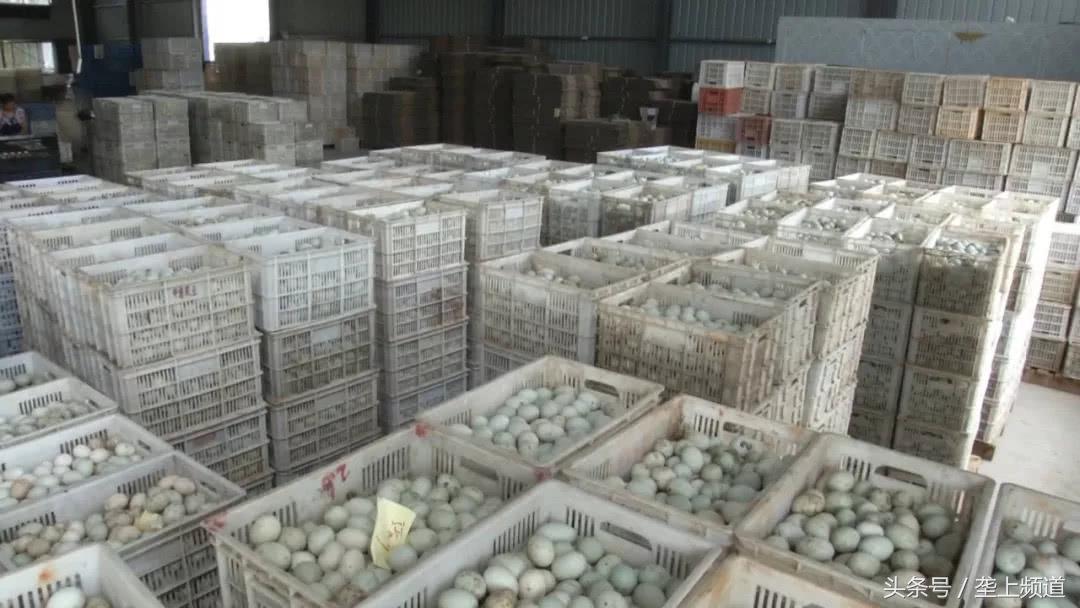 全国鸭蛋行情交易群_鸭蛋价格上涨原因分析_养鸭鸭蛋价格行情