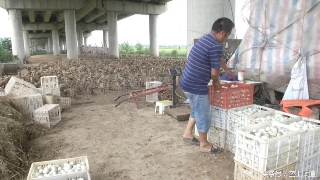 全国鸭蛋行情交易群_鸭蛋价格上涨原因分析_养鸭鸭蛋价格行情