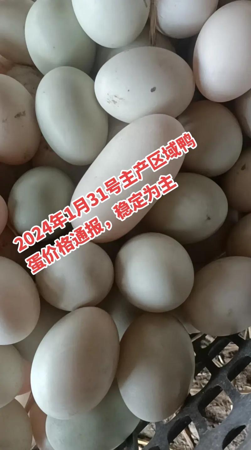 全国鸭蛋行情交易群_养鸭鸭蛋价格行情_鸭蛋价格上涨原因分析