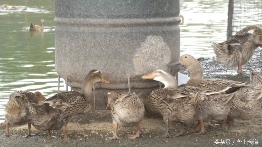 全国鸭蛋行情交易群_养鸭鸭蛋价格行情_鸭蛋价格上涨原因分析