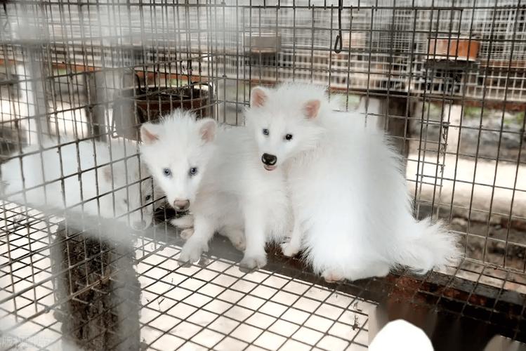 潍坊寒亭现狐狸尸体收购点，深夜买卖至凌晨，狐狸皮毛行情2026如何？