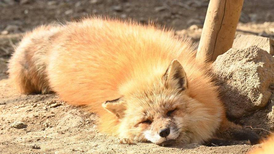 狐狸皮毛行情2026_狐狸肉加工车间临沂_潍坊寒亭狐狸肉收购