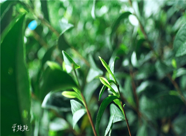 春茶采摘_春茶形势_江南茶区