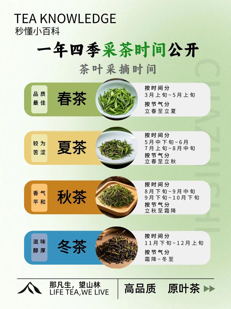 春茶采摘_春茶形势_江南茶区