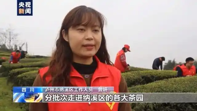 春季茶叶采摘_四川邻水春茶采摘_春茶形势
