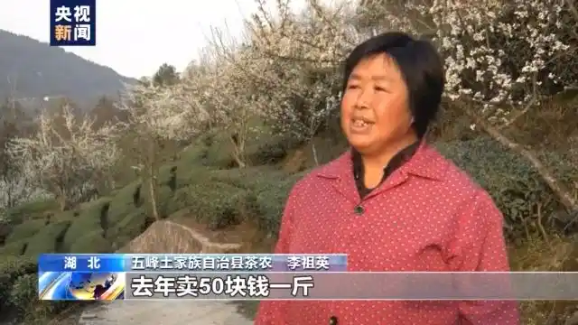 四川邻水春茶采摘_春季茶叶采摘_春茶形势