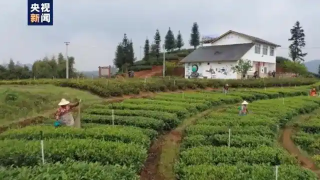 春季茶叶采摘_春茶形势_四川邻水春茶采摘