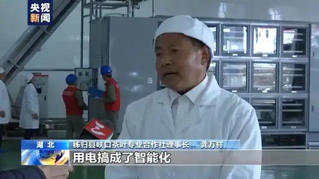 春季茶叶采摘_春茶形势_四川邻水春茶采摘