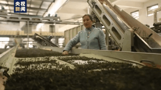 春季茶叶采摘_春茶形势_四川邻水春茶采摘